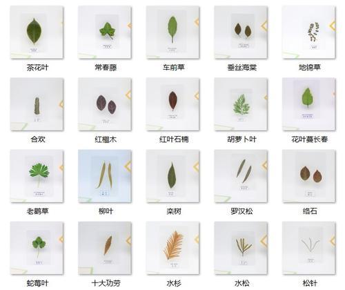 植物书签标本的制作步骤是什么？