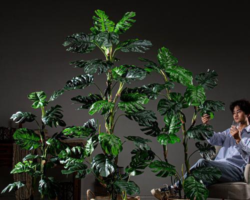 市场上有哪些流行的黑假植物摆件？黑假植物摆件的选购建议是什么？