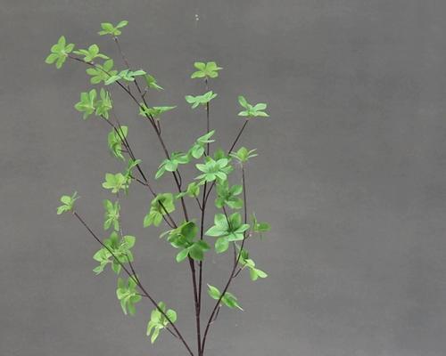市场上有哪些流行的黑假植物摆件？黑假植物摆件的选购建议是什么？