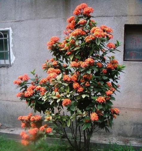秋冬南方最好养的花卉有哪些