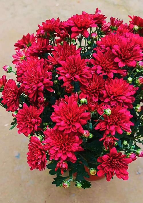 菊科中有哪些多年生花卉？这些花卉的养护要点是什么？
