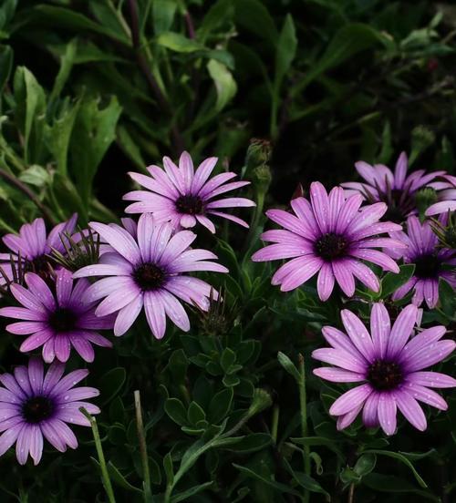 菊科中有哪些多年生花卉？这些花卉的养护要点是什么？