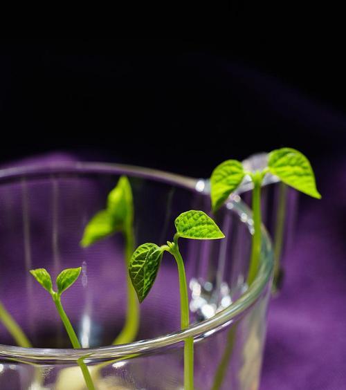 植物花卉绿芽如何养护？有哪些注意事项？