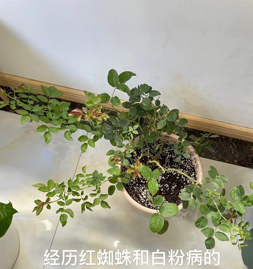 植物花卉绿芽如何养护？有哪些注意事项？