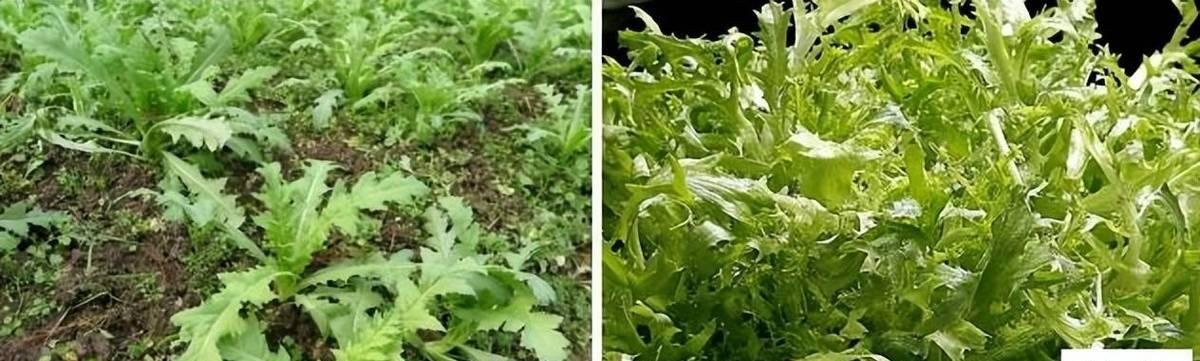 带刺植物幼苗的特点是什么？