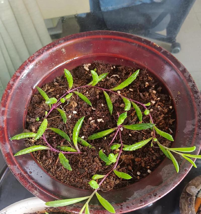 带刺植物幼苗的特点是什么？
