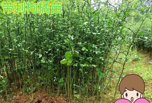 带刺植物幼苗的特点是什么？