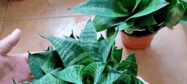 什么植物对吸烟？这些植物能净化室内空气吗？