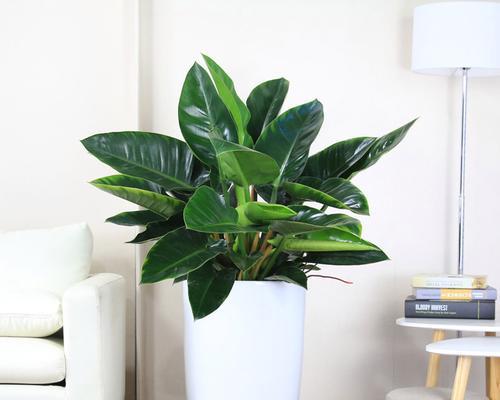 什么植物对吸烟？这些植物能净化室内空气吗？