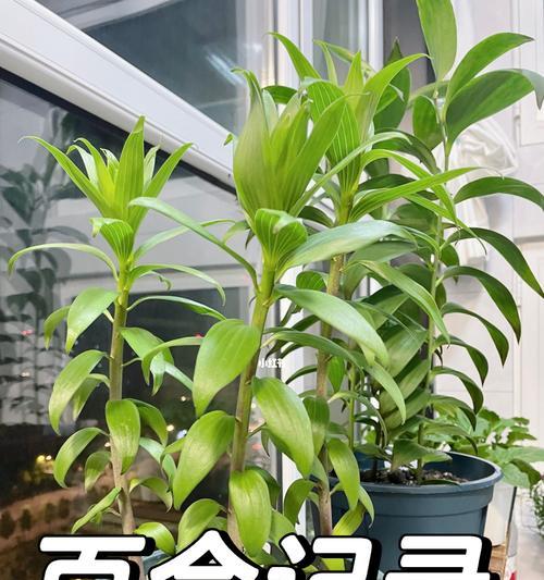 百合种球外露怎么种植方法？如何确保成活率？