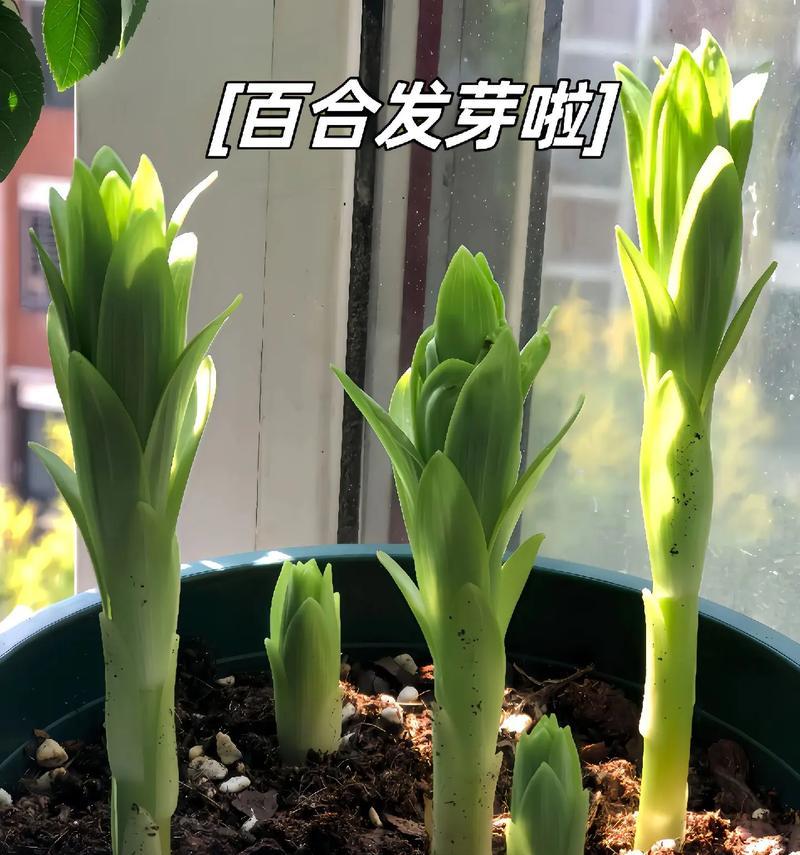 百合种球外露怎么种植方法？如何确保成活率？