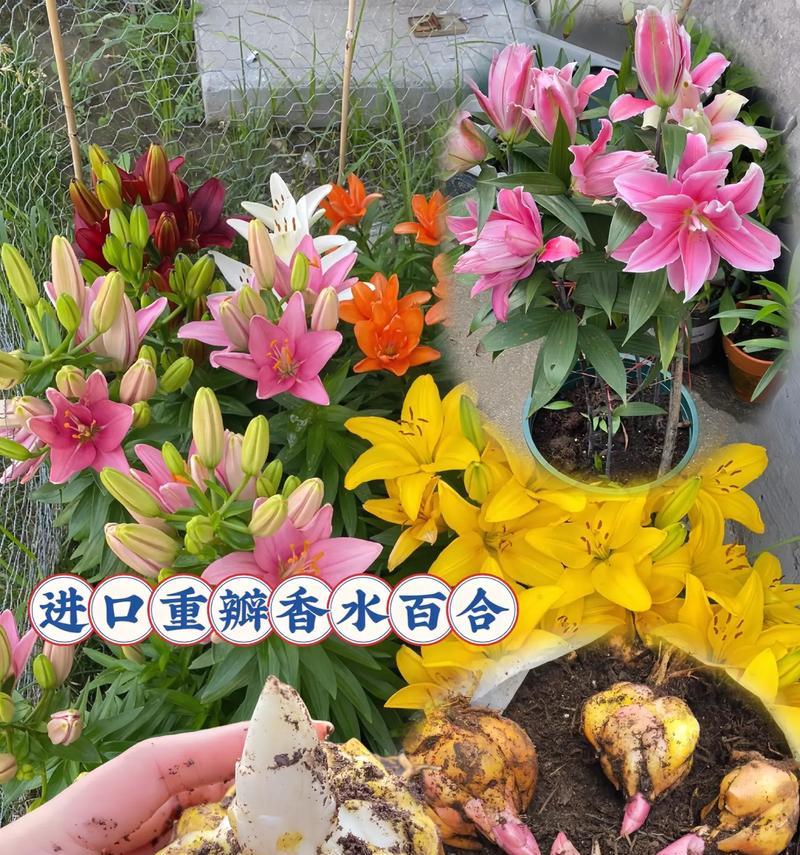 百合种球外露怎么种植方法？如何确保成活率？