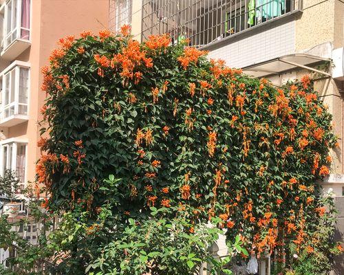 适合围墙内的花卉有哪些？如何选择围墙植物？