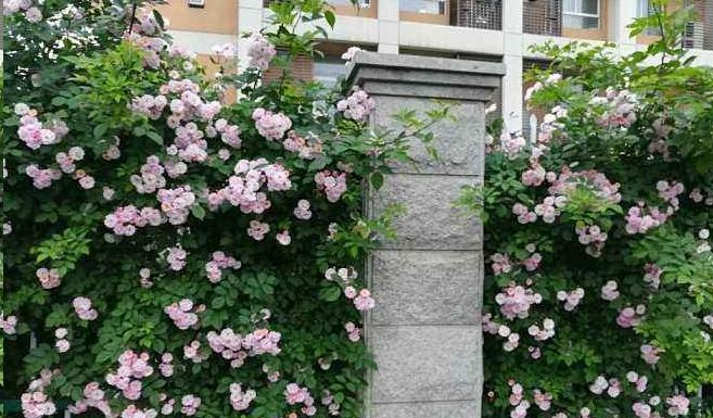 适合围墙内的花卉有哪些？如何选择围墙植物？