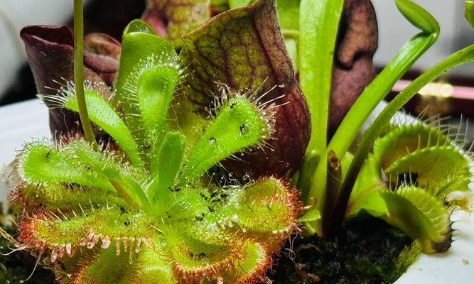 植物管理方法有哪些？如何科学管理植物？