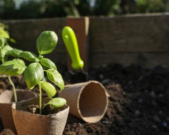 植物管理方法有哪些？如何科学管理植物？