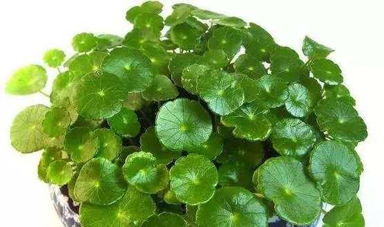 水培植物有哪些职业？水培植物行业的就业前景如何？