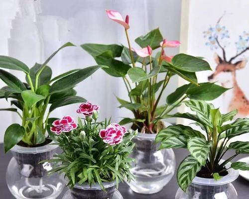 水培植物有哪些职业？水培植物行业的就业前景如何？