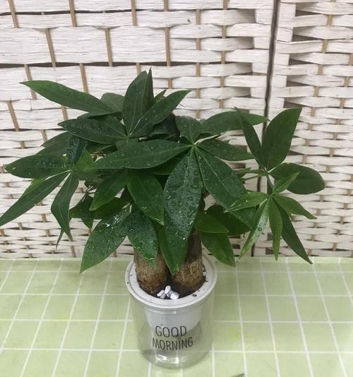 水培植物有哪些职业？水培植物行业的就业前景如何？