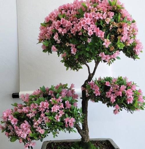 哪些盆栽花卉既耐活又美观？如何挑选和养护？