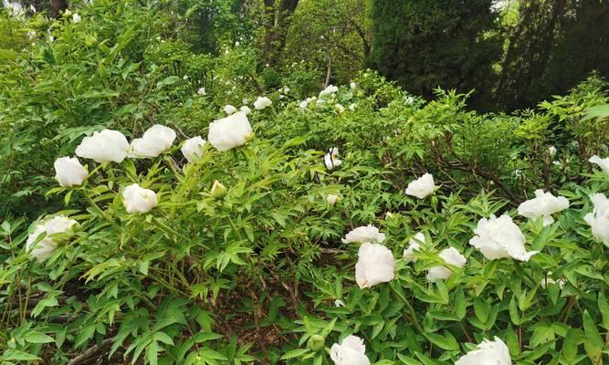 广西四月有哪些花卉品种？它们的花期和特点是什么？