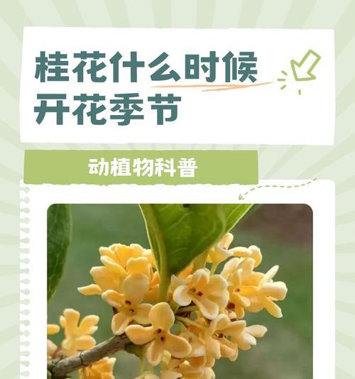 广西四月有哪些花卉品种？它们的花期和特点是什么？