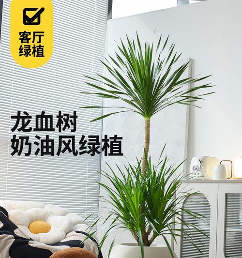 龙年房间摆放什么植物？有哪些植物适合在龙年摆放？