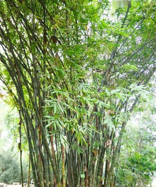 龙年房间摆放什么植物？有哪些植物适合在龙年摆放？