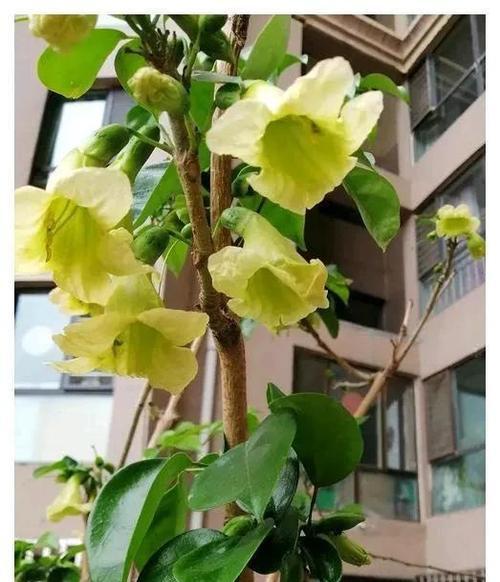 植物正常生长需要哪些条件？如何创造适宜的环境？