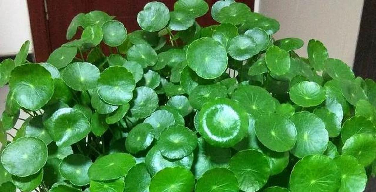 向阳植物有哪些？它们为何需要充足的阳光？