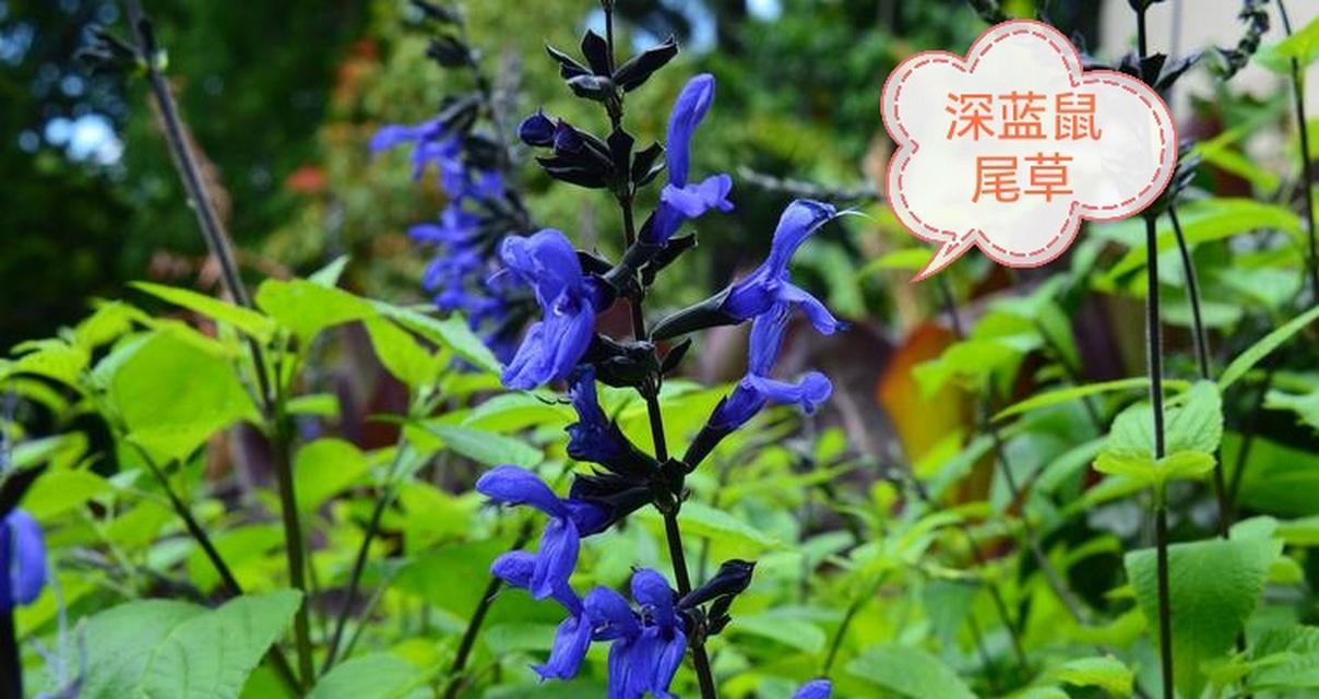 哪些花卉适合在家种植作为药材？家养药材花的种类有哪些？