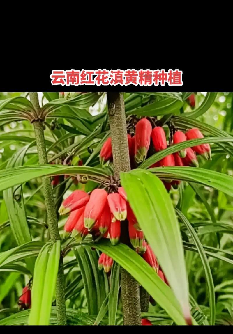 哪些花卉适合在家种植作为药材？家养药材花的种类有哪些？