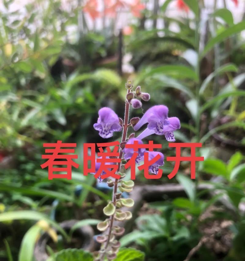 哪些花卉适合在家种植作为药材？家养药材花的种类有哪些？