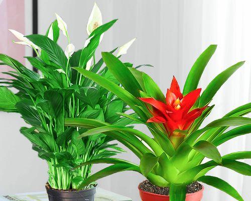 放客厅的大盆绿植花卉有哪些？客厅适合摆放哪些大盆绿植花卉？