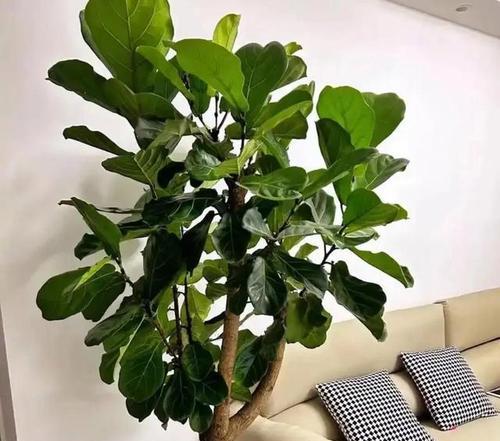 放客厅的大盆绿植花卉有哪些？客厅适合摆放哪些大盆绿植花卉？