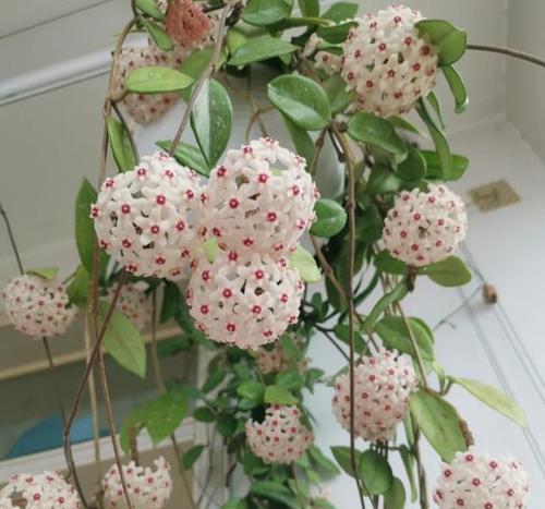 室外喜阴的开花花卉有哪些？如何选择和养护？