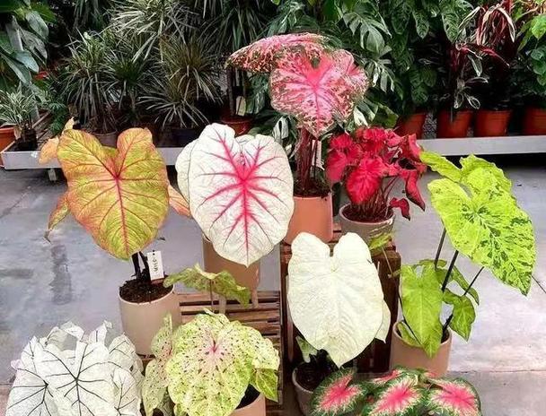 室外喜阴的开花花卉有哪些？如何选择和养护？