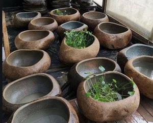 室外造景花卉带盆的有哪些？哪些花卉适合室外带盆造景？