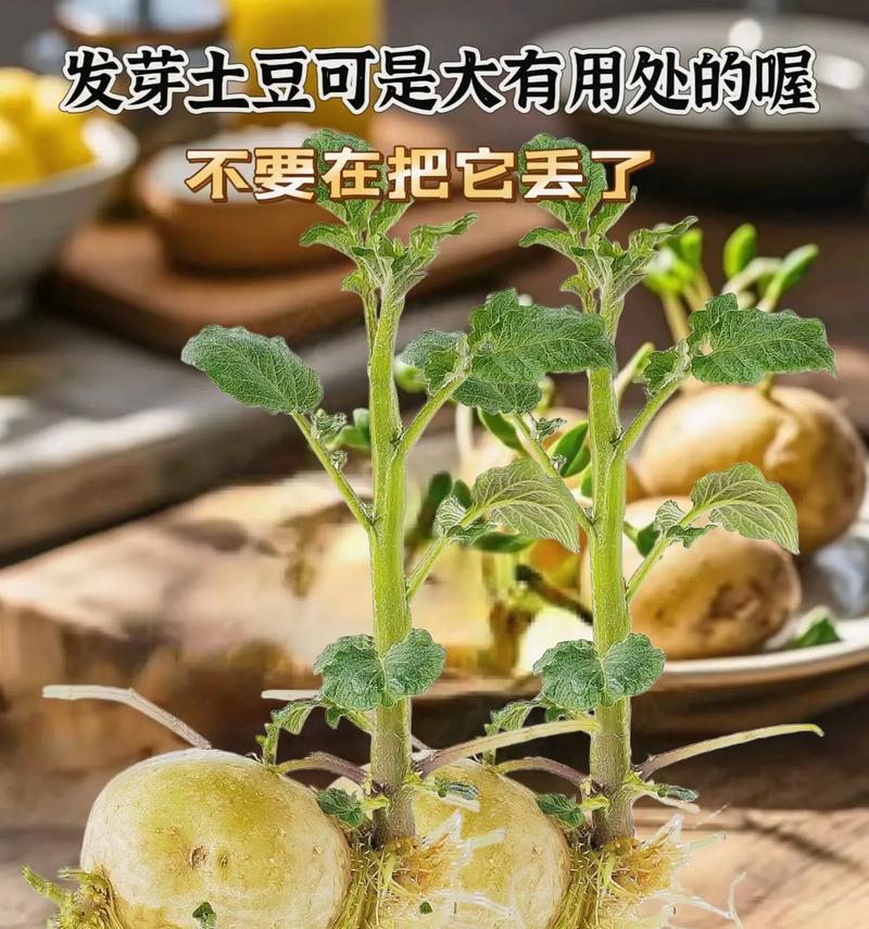 发芽土豆如何正确养护？土豆发芽后还能种植吗？