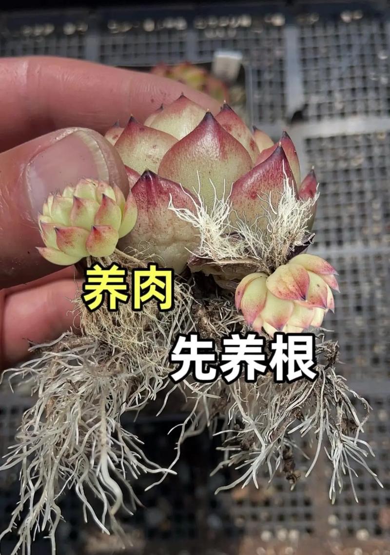 多肉植物的养护技巧和注意事项有哪些？
