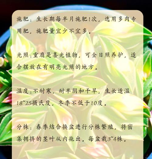 多肉植物的养护技巧和注意事项有哪些？