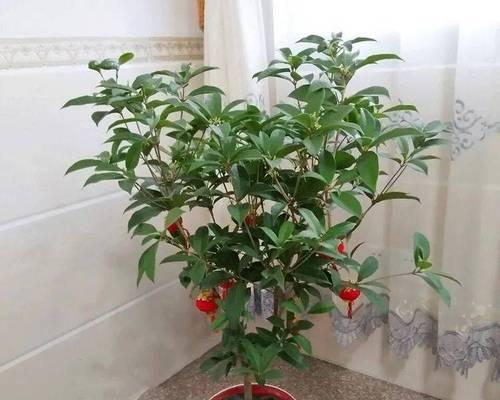 丹桂小苗可以嫁接什么花卉？嫁接过程中的注意事项和技巧是什么？