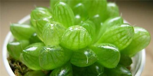 属鸡的人适合养哪些植物？有何讲究？
