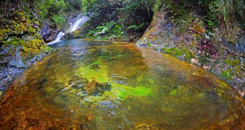 潭水龙是什么植物？潭水龙植物的特征和养护方法是什么？