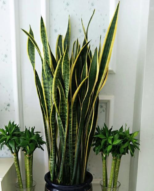 主人通常会送哪些植物？送植物有什么特别的含义吗？