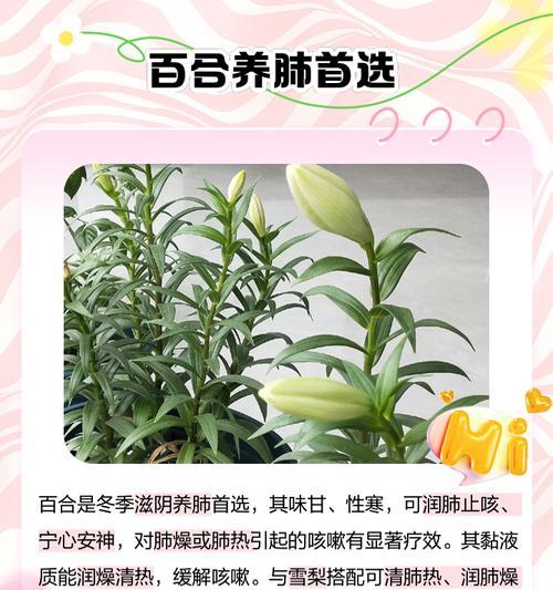 米奇品种百合花怎么养护？需要注意哪些事项？