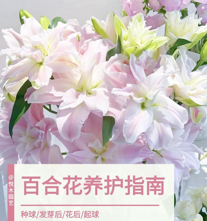 米奇品种百合花怎么养护？需要注意哪些事项？