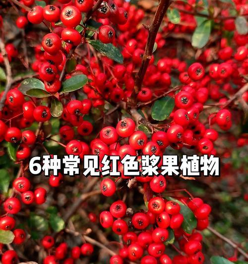 红色果荚植物是什么植物？红色果荚植物有哪些特性？