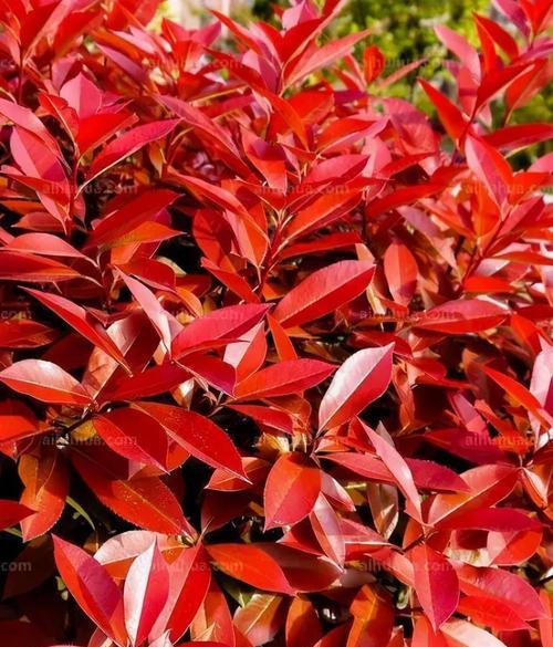 红色果荚植物是什么植物？红色果荚植物有哪些特性？
