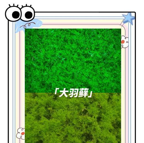 怎么用苔藓冬眠植物呢？方法和注意事项是什么？